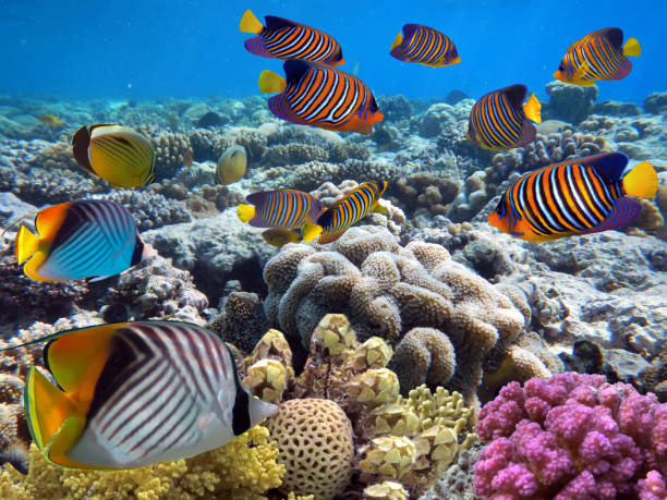istock Underwater scene with several hard-corals. Bright-blue water background. 1302431293