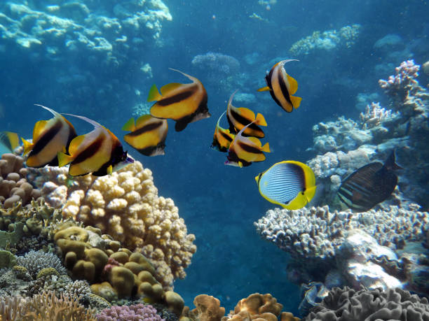 istock Underwater scene with several hard-corals. Bright-blue water background. 1302431326