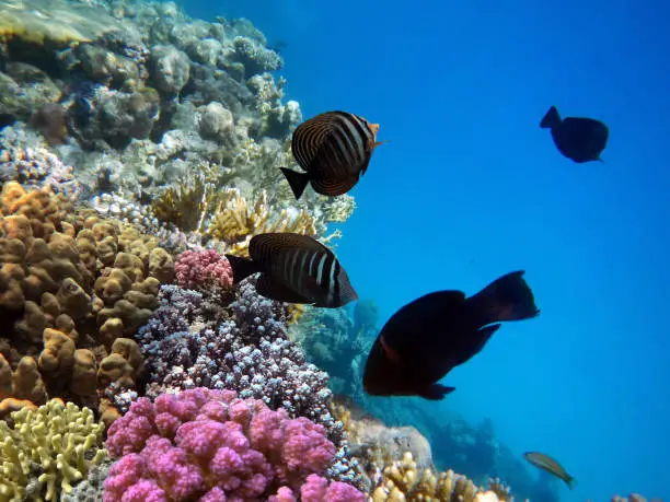 Underwater scene with several hard-corals. Bright-blue water background. Red Sea