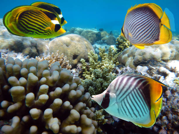 istock Underwater scene with several hard-corals. Bright-blue water background. 1302431470