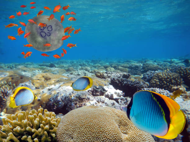 istock Underwater scene with several hard-corals. Bright-blue water background. 1302431493