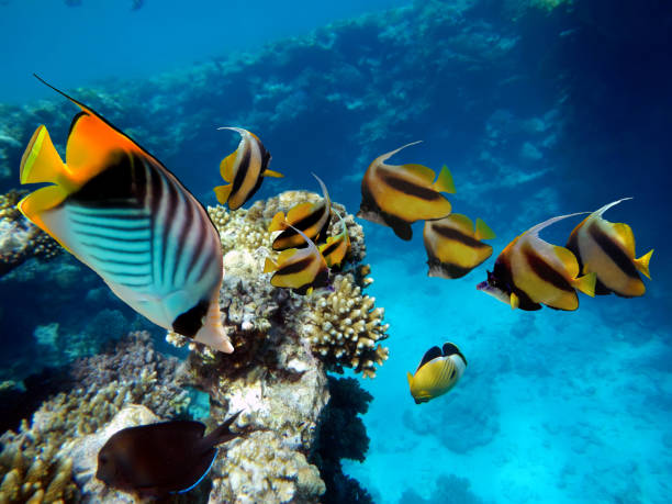 istock Underwater scene with several hard-corals. Bright-blue water background. 1302431538