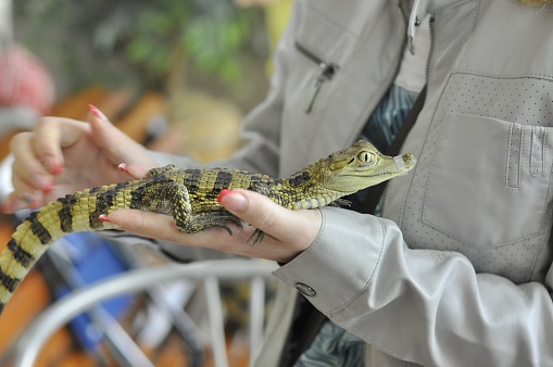 A small crocodile in the hands of a child. Little alligator. Cruelty to animals.