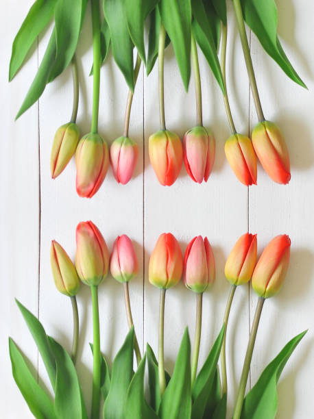 istock Tulips on a wooden background 1302433487