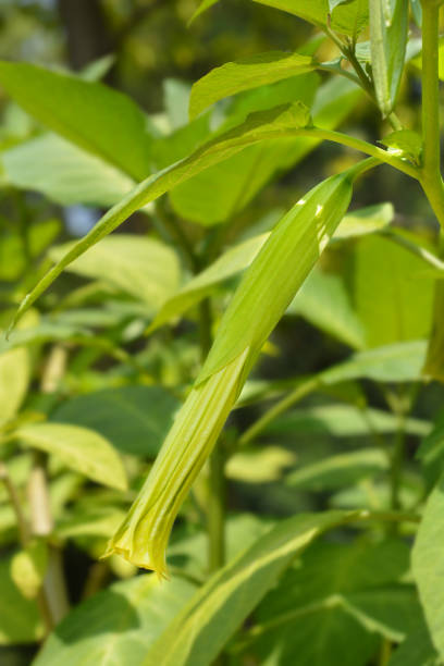 istock Angels trumpet 1302434615