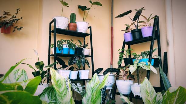 istock variants of house plants 1302435901