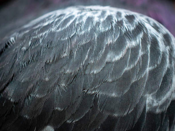 istock black pigeon feathers with visible detail. background 1302436118