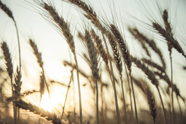 istock wheat field at the sunset 1302436236