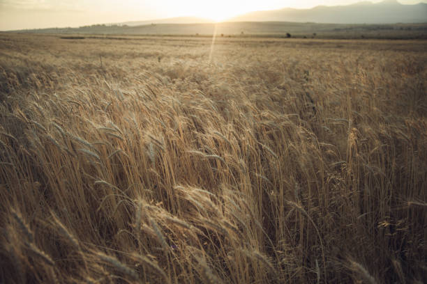 istock wheat field at the sunset 1302436296