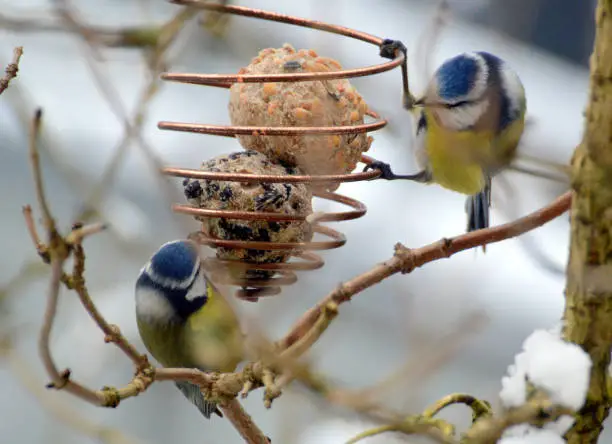 Sparrows feeding from birdfeeder close up.