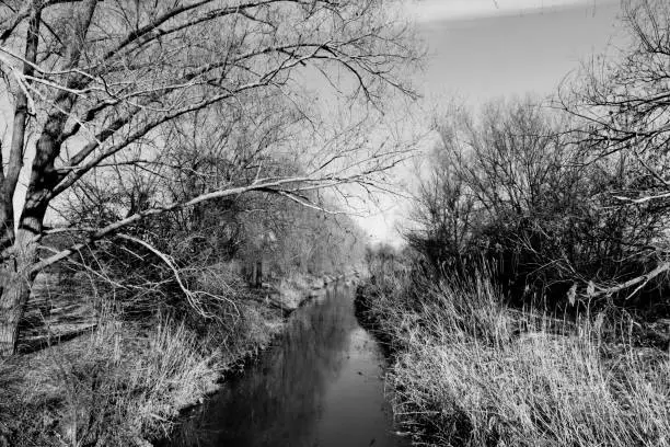 a small river in winter through the nature in black and white