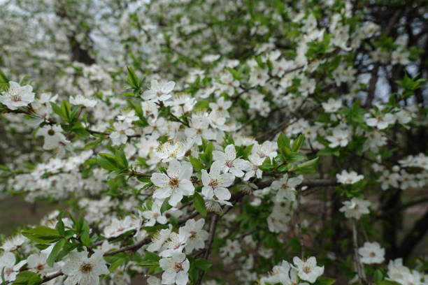 istock Greenery and white flowers of plum tree in April 1302436618