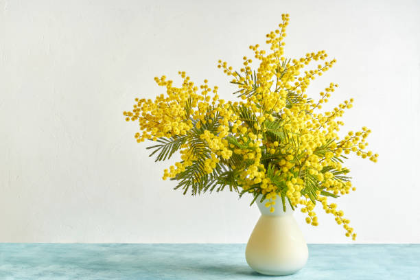 istock Vase with mimosa flowers on white background 1302437958