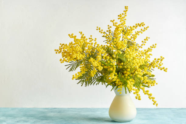 Vase with mimosa flowers on white background Bouquet, Mimosa, Flowers, Nature acacia tree stock pictures, royalty-free photos & images