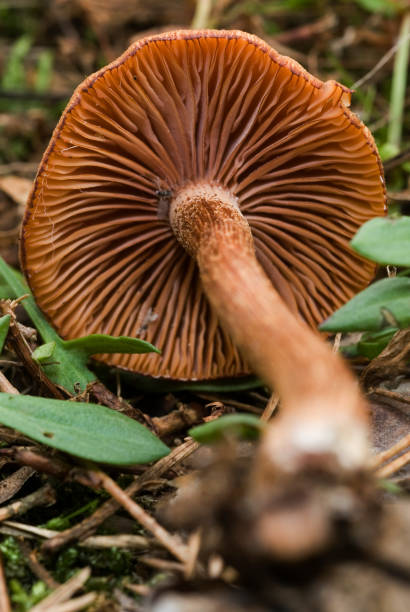 engañador - vertical meadow mushroom vegetable fotografías e imágenes de stock