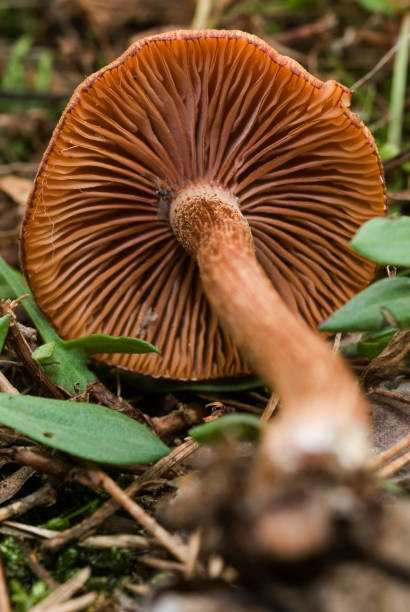 oszust - vertical meadow mushroom vegetable zdjęcia i obrazy z banku zdjęć