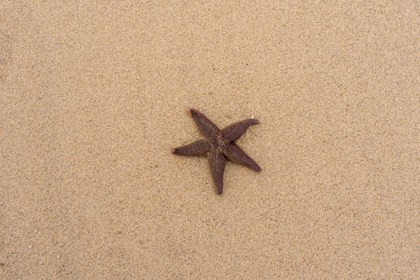 istock Starfish in the sand on the beach 1302440461
