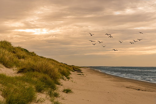 Beach with dunes and birds on the Baltic Sea in Jutland, Denmark