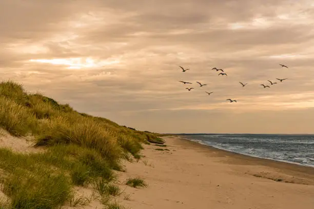 Photo of Beach with dunes and birds
