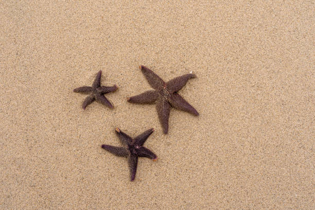 istock Starfishes in the sand on the beach 1302440499