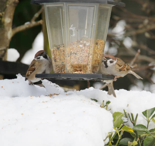 istock European Tree Sparrow (Passer montanus) in Winter 1302440642