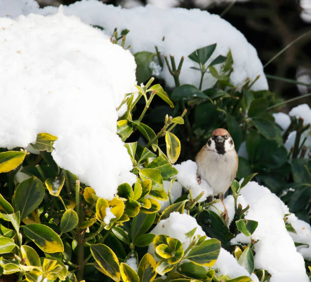 istock European Tree Sparrow (Passer montanus) in Winter 1302440900