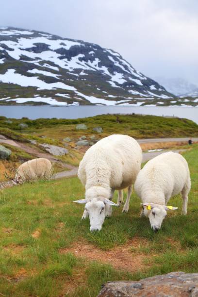 istock Mountain sheep pasture in Norway 1302441576