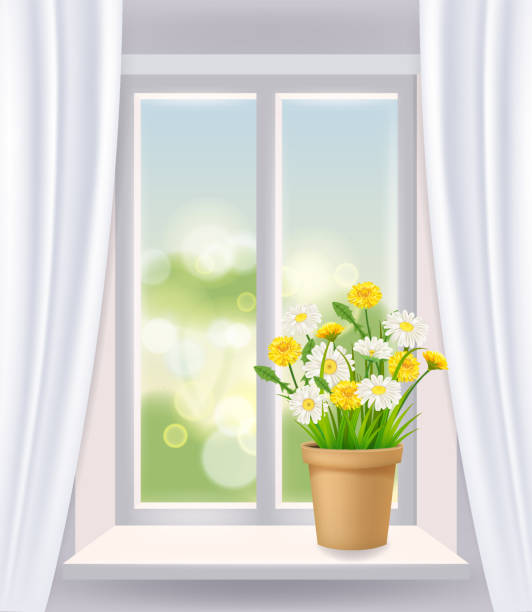 ilustraciones, imágenes clip art, dibujos animados e iconos de stock de vista de la ventana en el interior, primavera, maceta de flores con margarita de flores y dientes de león en el alféizar de la ventana, cortinas. ilustración vectorial realista - chamomile plant glass nature flower