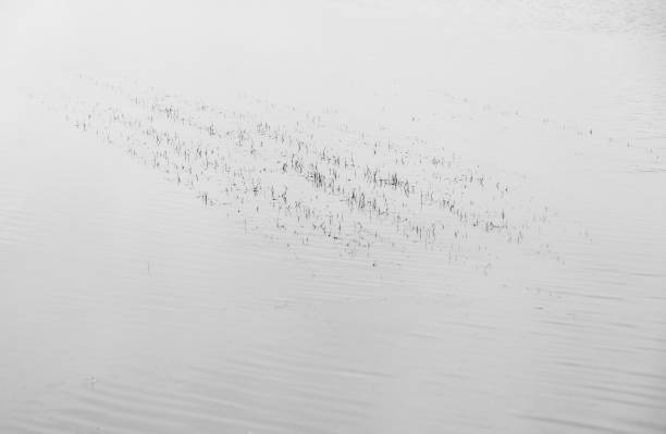 Seedlings coming up through floodwater