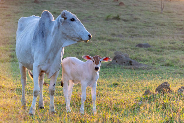 нелор крупного рогатого скота теленка и коровы на пастбище. - lamb animal farm cute стоковые фото и изображения