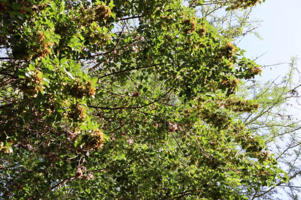 istock Looking at the top of Trees 1302443376