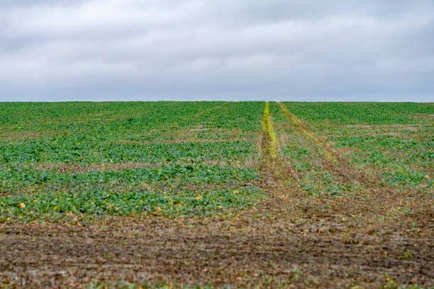 Winter agricultural crop just starting to grow in a field in Cambridgeshire.
