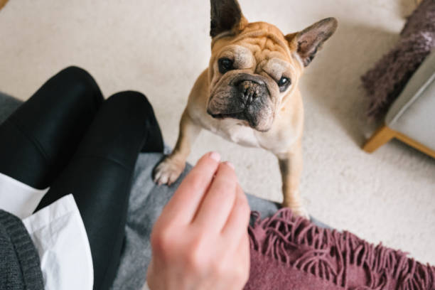 istock day in life: elderly bulldog begs for treats 1302445979
