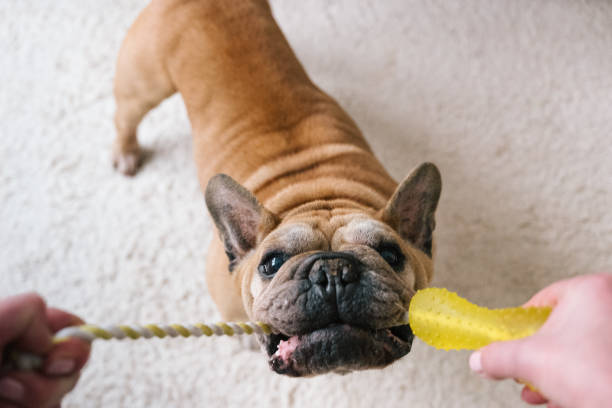 juego de perros: diversión con el bulldog mayor, tirar de la cuerda - molosser fotografías e imágenes de stock