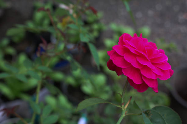 istock beautiful red rose flower with leaf background 1302446312