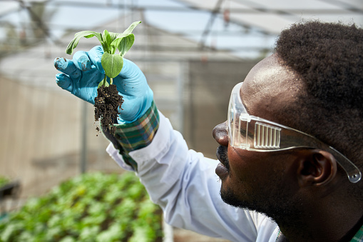 African geneticists, wearing protective glasses, are researching vegetables, scientists holding vegetables and thinking.