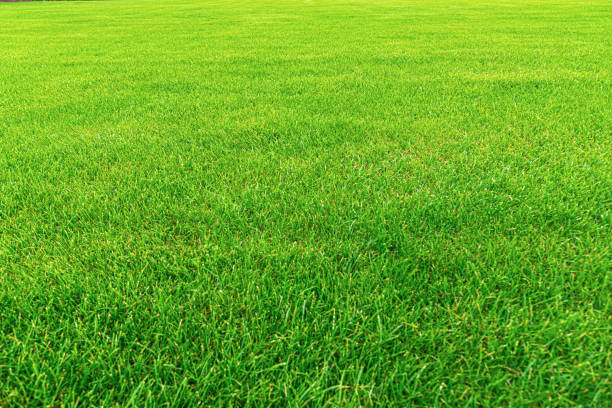 istock Green grass as an abstract background close up 1302447014