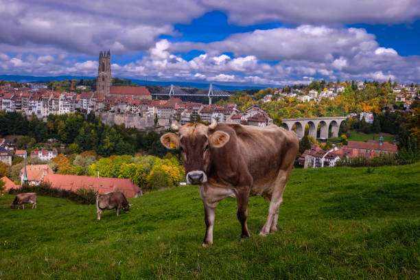 istock Cows in the city 1302447069