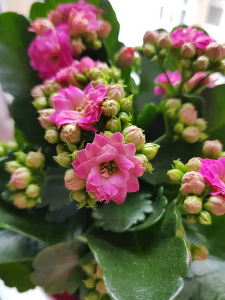 칼란초 꽃 마젠타 색상 - perennial houseplant kalanchoe succulent plant 뉴스 사진 이미지