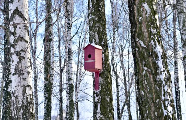 Homemade nesting box covered with snow hanging on the tree in winter forest.