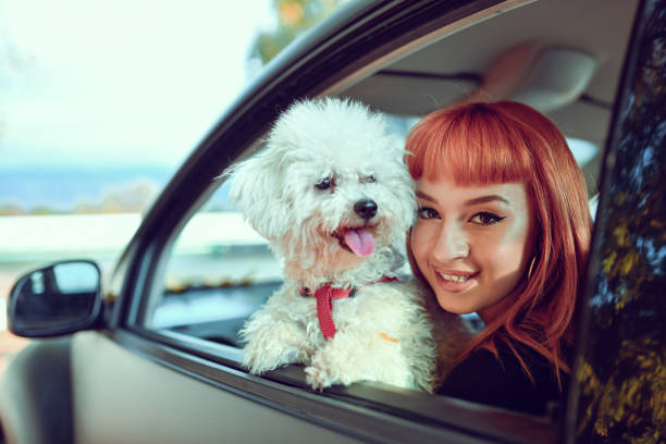 istock Cute Female Riding In Car With Pet Poodle 1302449574