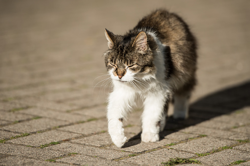 A multi-colored cat with white breasts is walking with her eyes closed