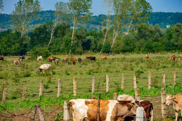 istock cows grazing in the meadow 1302451707