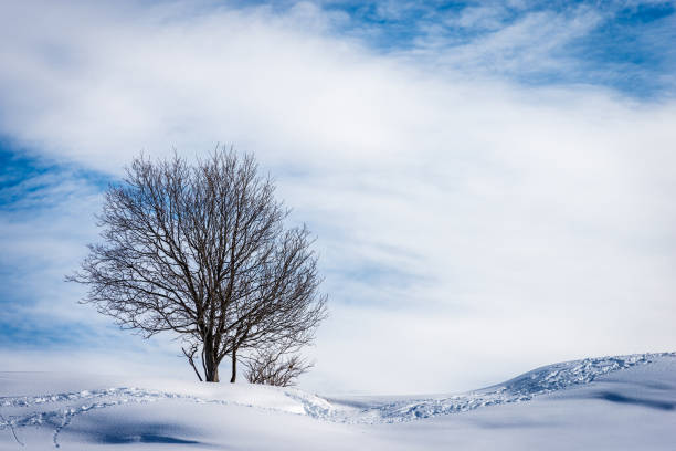 istock Lonely Bare Tree in Winter With Snow - Altopiano della Lessinia Veneto Italy 1302452097