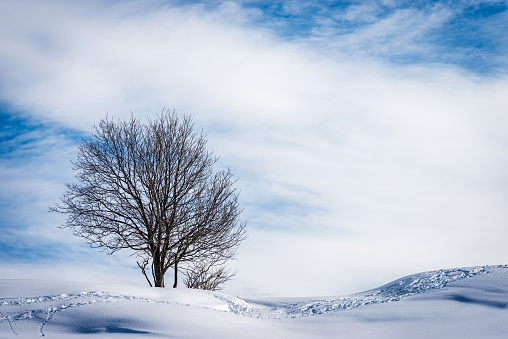 Lonely bare tree in a winter landscape with snow on blue sky with clouds. Lessinia Plateau (Altopiano della Lessinia),  Regional Natural Park, Verona Province, Veneto, Italy, Europe.