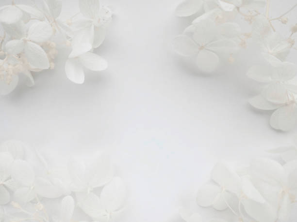 istock Flowers composition. Frame made of white flowers hydrangea on white background. Valentines day, mothers day and womens day concept. Flat lay, top view. 1302452152