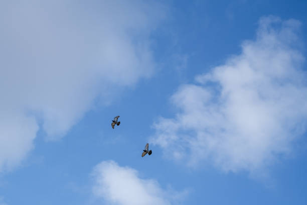 istock The pigeons are flying 1302453095
