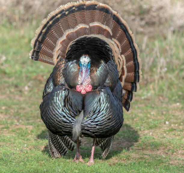 istock Wild California Tom Turkey 1302453498