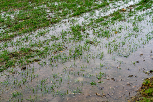 istock Seedlings coming up through floodwater 1302453507
