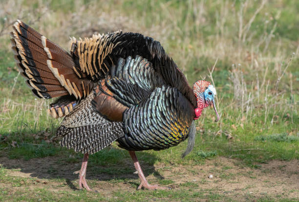 istock Wild Tom Turkey in California 1302453543